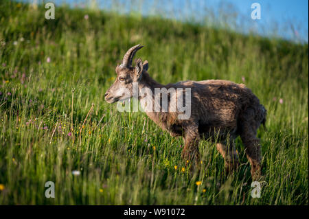 Junger Steinbock in grüner Alpwiese in den Berner Alpen Stockfoto