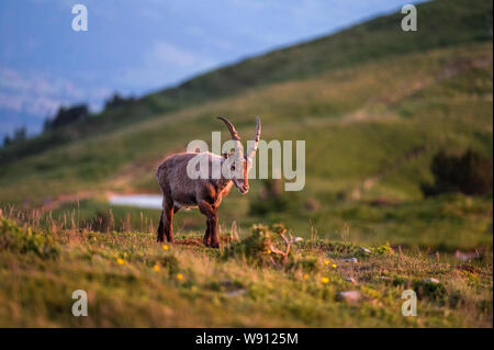 Junger Steinbock in Abendstimmung in Alpwiese im Berner Oberland Stockfoto