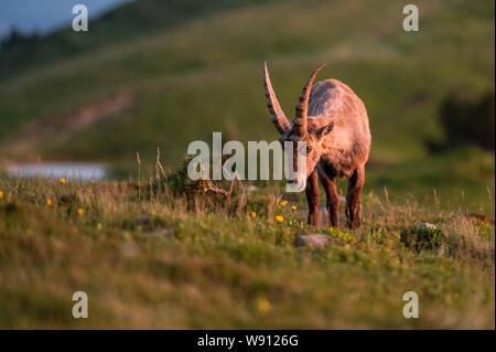 Junger Steinbock in Abendstimmung in Alpwiese im Berner Oberland Stockfoto