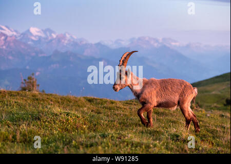 Junger Steinbock in Abendstimmung in Alpwiese im Berner Oberland Stockfoto