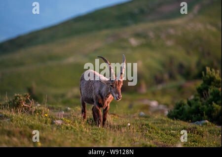 Junger Steinbock in Abendstimmung in Alpwiese im Berner Oberland Stockfoto