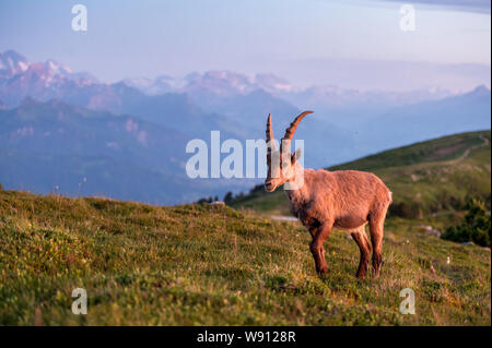 Junger Steinbock in Abendstimmung in Alpwiese im Berner Oberland Stockfoto