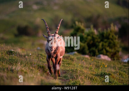 Junger Steinbock in Abendstimmung in Alpwiese im Berner Oberland Stockfoto