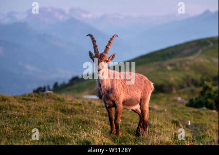 Junger Steinbock in Abendstimmung in Alpwiese im Berner Oberland Stockfoto