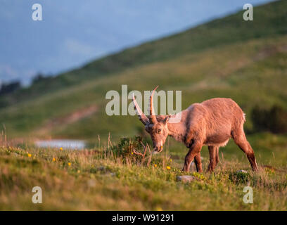 Junger Steinbock in Abendstimmung in Alpwiese im Berner Oberland Stockfoto