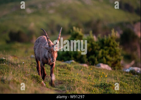 Junger Steinbock in Abendstimmung in Alpwiese im Berner Oberland Stockfoto