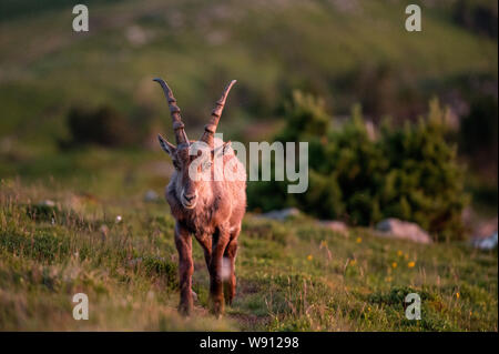 Junger Steinbock in Abendstimmung in Alpwiese im Berner Oberland Stockfoto