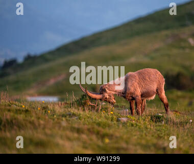 Junger Steinbock in Abendstimmung in Alpwiese im Berner Oberland Stockfoto