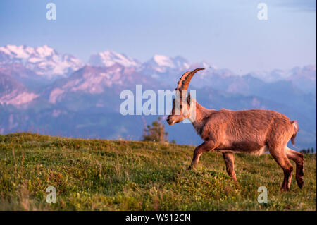 Junger Steinbock in Abendstimmung in alpwiese vor Berner Alpen Stockfoto