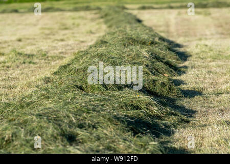 In der Nähe der Zeile aus geschnittenem Gras zum Pressen in einer Wiese, Cumbria, Vereinigtes Königreich bereit. Stockfoto