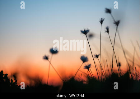 Alpen-Wollgras im Gegenlicht 5/6 des Sonnenuntergangs Stockfoto