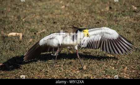 Maskierte Kiebitz (Sporn - winged Regenpfeifer) Stockfoto