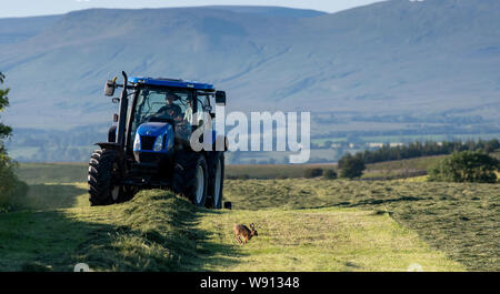 Feldhase läuft vor einem Traktor und Ballenpresse Heu Zeit, Cumbria, Großbritannien. Stockfoto