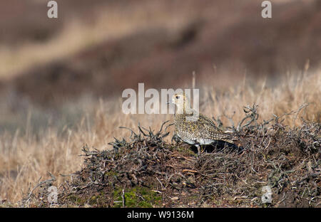 Europäische Goldregenpfeifer, Pluvialis apricaria, Heideland in der Brutzeit, North Yorkshire, UK. Stockfoto