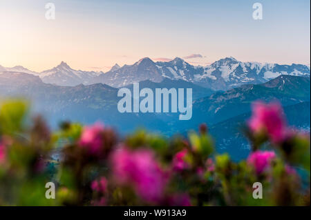 Morgenstimmung mit alpenrosen vor den Berner Alpen mit Eiger, Mönch und Jungfrau. Stockfoto