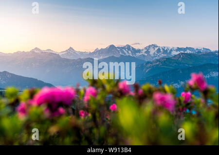 Morgenstimmung mit alpenrosen vor den Berner Alpen mit Eiger, Mönch und Jungfrau. Stockfoto