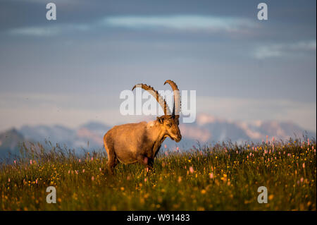 Prächtiger männlicher Alpen-Steinbock im Morgenlicht in den Berner Alpen Stockfoto