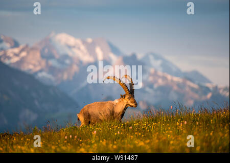 Prächtiger männlicher Alpen-Steinbock im Morgenlicht in den Berner Alpen Stockfoto