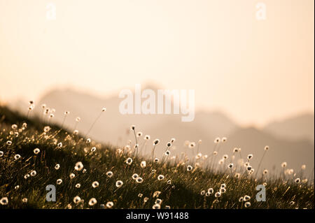 Alpenwollgras im Gegenlicht in den Berner Alpen Stockfoto