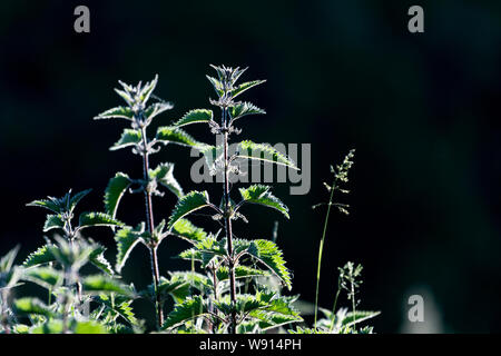Hintergrundbeleuchtung Nesseln, Urtica dioica, im Frühsommer. UK. Stockfoto