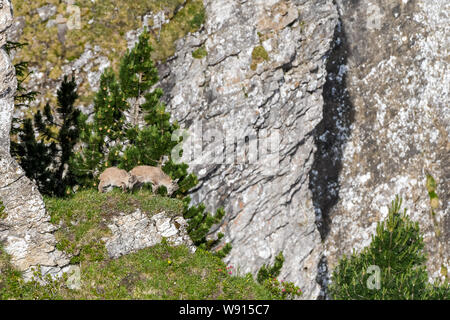 Junge Steinböcke in Felsenvorsprung in den Berner Alpen Stockfoto