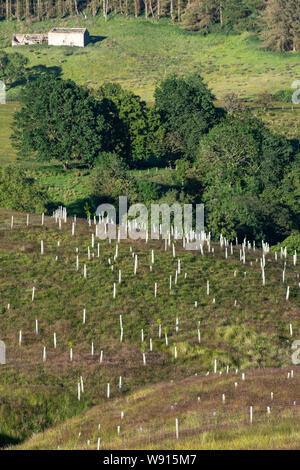 Neu gepflanzten Bäume auf das Moor, als Teil einer Wiederherstellung des Lebensraums. Yorkshire Dales, UK. Stockfoto