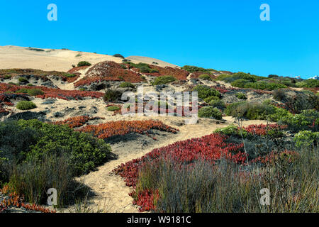 Nachgestellte eis Pflanzen am Sand dune Pisten, Flora der Sanddünen Stockfoto