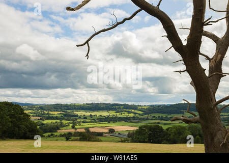 In den Berggebieten die Landwirtschaft Landschaft in Powys, Wales, mit einem toten Baum im Vordergrund. Stockfoto