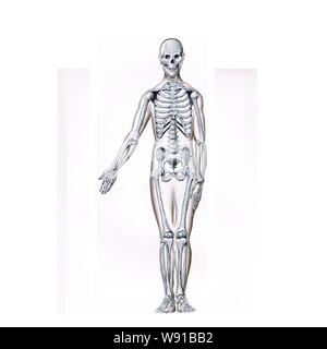 Skelett pensil Skizze mit einem Arm stellte sich heraus, dass der andere Arm durch seine Seite mit einer Haut Fleisch Umrisse um ihn herum Stockfoto
