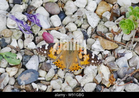 Painted Lady Butterfly - ruht auf Kies Venessa cardui Essex, Großbritannien 001240 Stockfoto