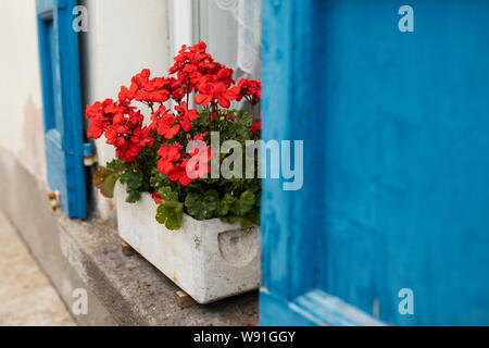 Ein Fenster von Geranien an einem Haus mit blauen Fensterläden in Lavertezzo, eine kleine Stadt in der italienischen Region Tessin in der Schweiz. Stockfoto