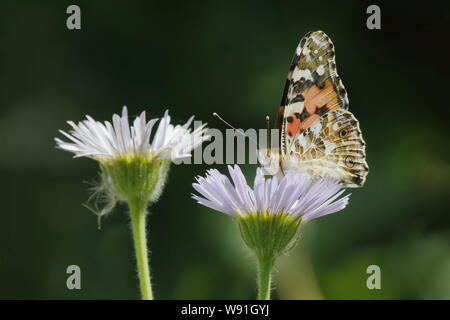 Painted Lady Butterfly - Fütterung auf erigeron Daisy Venessa cardui Essex, Großbritannien 001241 Stockfoto