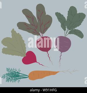Vector Illustration. Satz von vier Wurzeln: Karotte, zwei Rettich und Zuckerrüben Stock Vektor