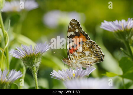 Painted Lady Butterfly - Fütterung auf erigeron Daisy Venessa cardui Essex, Großbritannien 001242 Stockfoto