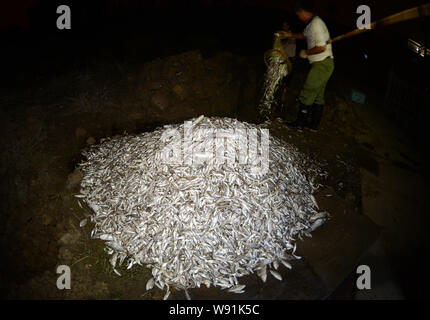 Eine chinesische Reinigungspersonal türmt sich tote Fische auf der Bank der Fu River nach einer chemischen Entladung, in Wuhan, China, Provinz Hubei, 2 Septemb Stockfoto