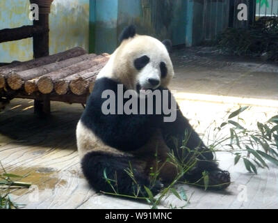 ---- Panda Ding Ding isst Bambusse im Zoo in Jinan City, East China Provinz Shandong, 5. Mai 2013. Zwei Riesenpandas, die aus Ya kam Stockfoto