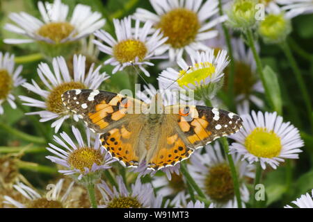 Painted Lady Butterfly - Fütterung auf erigeron Daisy Venessa cardui Essex, Großbritannien 001250 Stockfoto