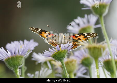 Painted Lady Butterfly - Fütterung auf erigeron Daisy Venessa cardui Essex, Großbritannien 001255 Stockfoto