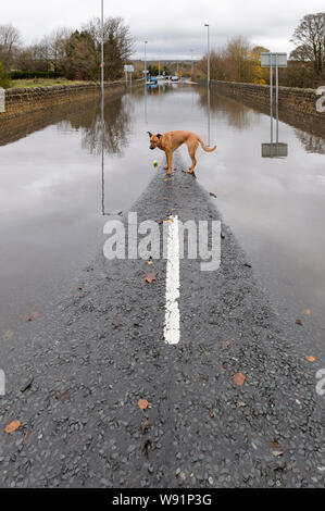 Überschwemmung - Hund stehend mit Ball spielen zu wollen (von Hochwasser) auf trockenem Pflaster der überfluteten Straße - Burley in Bösingen, Yorkshire, England, UK. Stockfoto