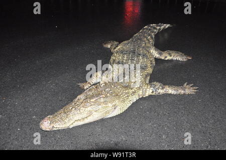 ---- Den Körper eines Krokodils ist auf dem Boden nach einem Fluß in Pudong, Shanghai, China, 15. Januar 2012 gefischt werden. Eine lokale Repor Stockfoto