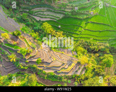 Green cascade Reisfeld Plantage auf Bali, Indonesien Stockfoto