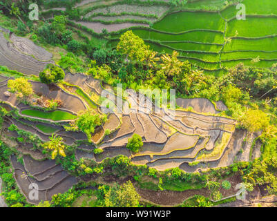 Green cascade Reisfeld Plantage auf Bali, Indonesien Stockfoto