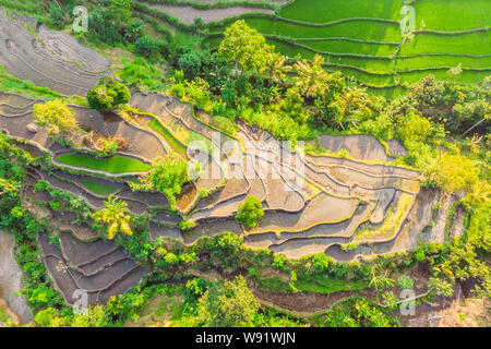 Green cascade Reisfeld Plantage auf Bali, Indonesien Stockfoto