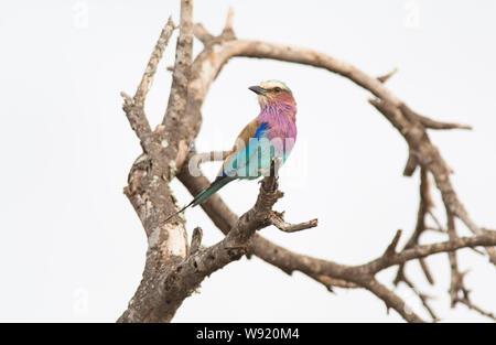 Lilac-breasted Roller (Coracias caudatus) in einem toten Baum gehockt Stockfoto