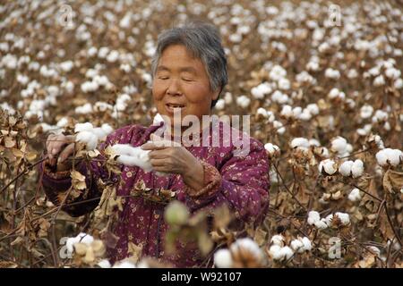 ---- Eine chinesische Bauern ernten Baumwolle in einem Feld im Dorf, Zhangzhuang Neihuang County, Anyang City, Central China Provinz Henan, 30. Oktober 20. Stockfoto