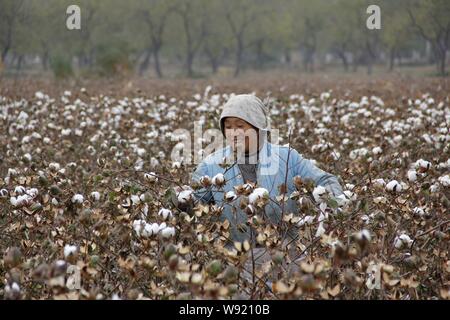 ---- Eine chinesische Bauern ernten Baumwolle in einem Feld im Dorf, Zhangzhuang Neihuang County, Anyang City, Central China Provinz Henan, 30. Oktober 20. Stockfoto