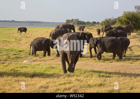 SRI LANKA Stockfoto