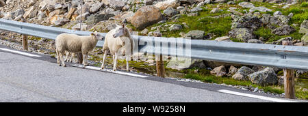 Schafe entlang der National Scenic route Aurlandsfjellet zwischen Aurland und Laerdal in Norwegen. Stockfoto