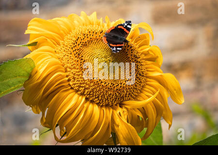 Red Admiral Schmetterling auf eine Sonnenblume. Stockfoto