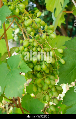 Wachsenden Trauben am Weinstock. Sommer Ernte. Grüne Trauben auf einem Busch. Stockfoto